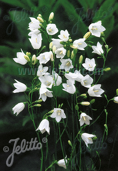 CAMPANULA rotundifolia  'White Gem' Portion(en)