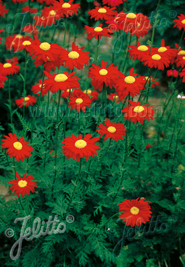 TANACETUM coccineum  'Robinson Red' Portion(s)