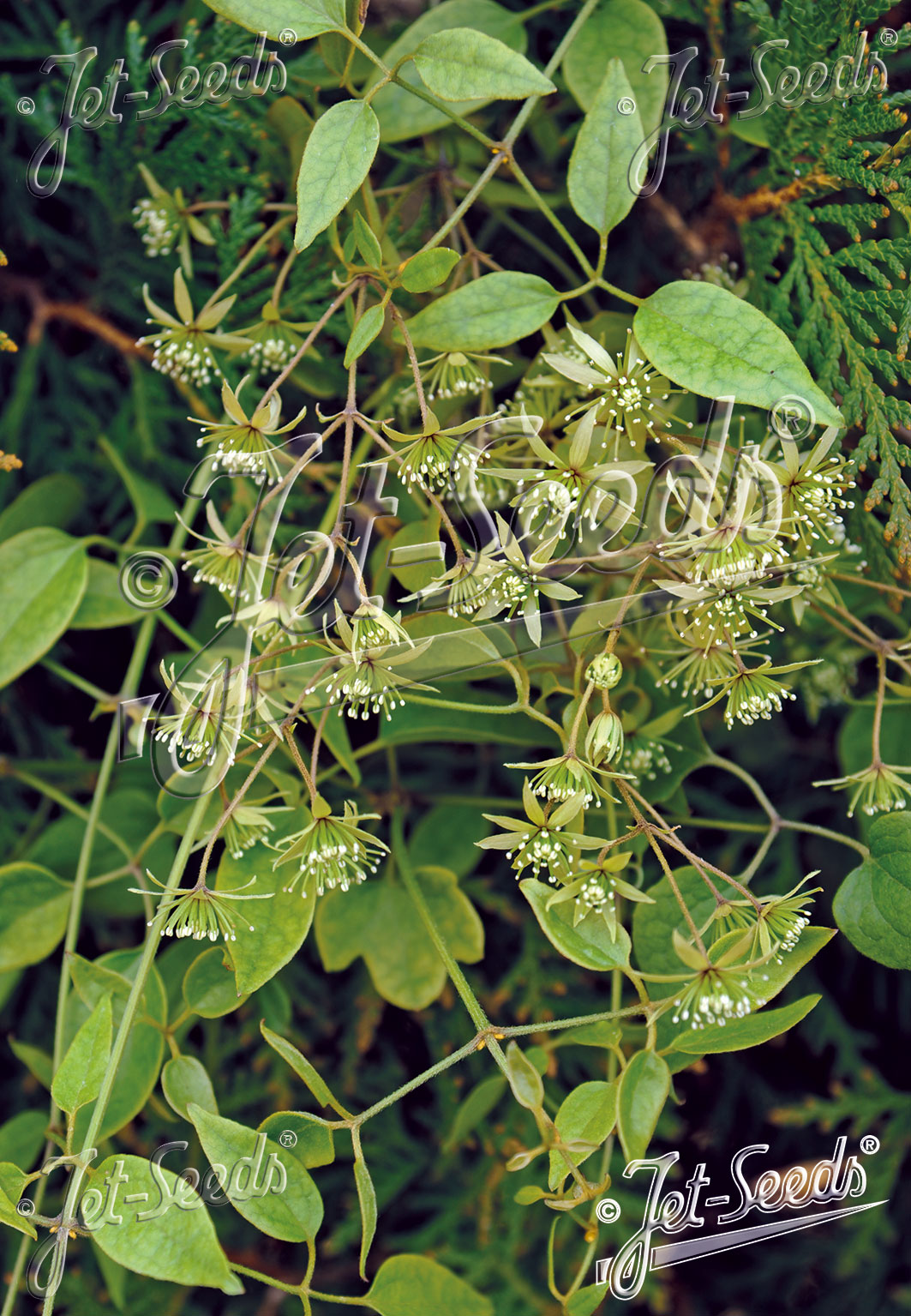 CLEMATIS cunninghamii   Portion(en)
