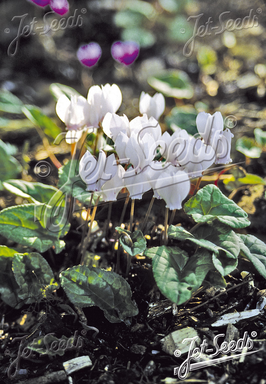 CYCLAMEN hederifolium  'Perlenteppich' Portion(s)