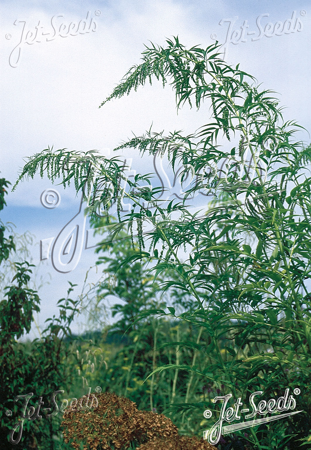 DATISCA cannabina   Portion(s)