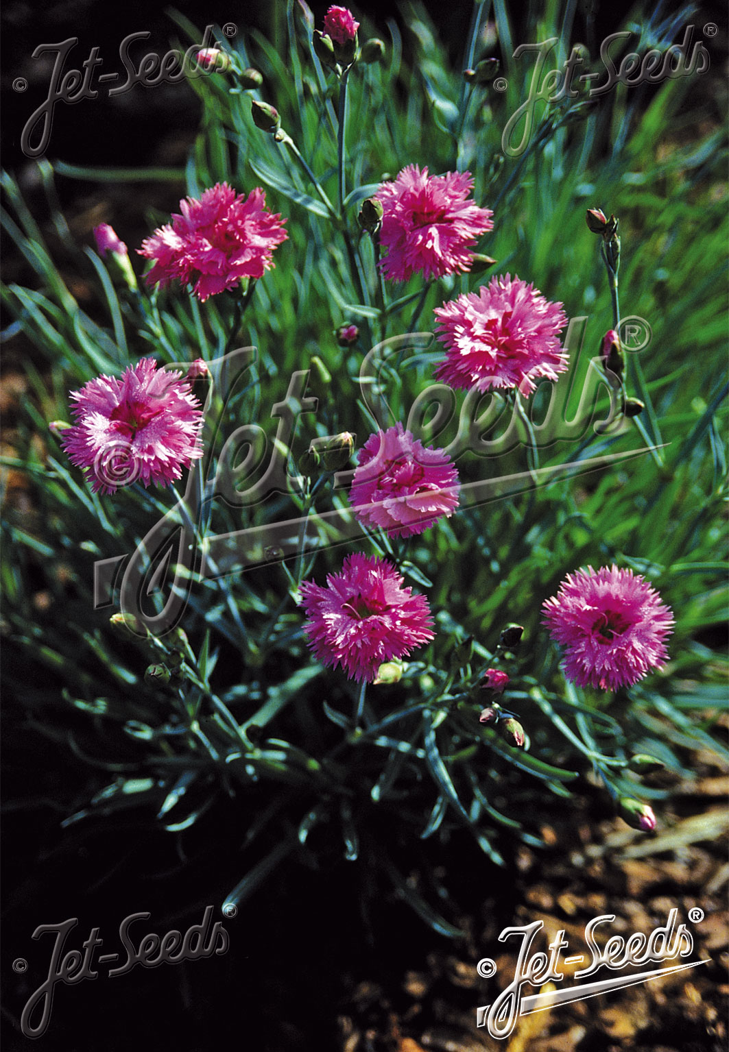 DIANTHUS plumarius fl. pl.  'Roseus' Portion(s)