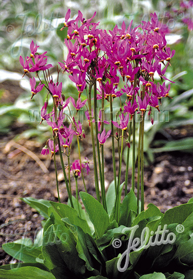 DODECATHEON meadia  'Rote Farben' Portion(en)