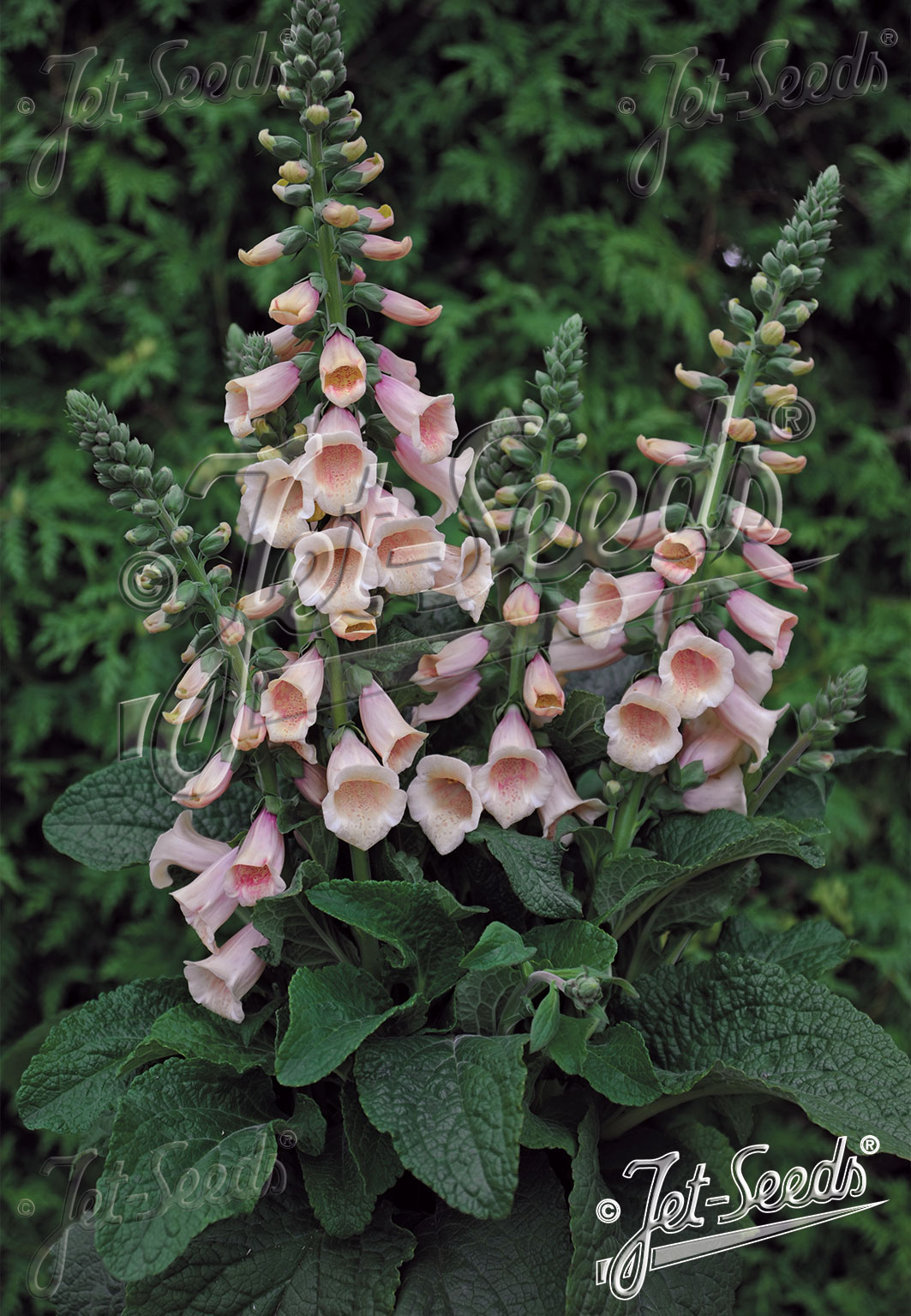 DIGITALIS Purpurea F1-Hybr. BeeFoxy-Series 'Foxybee Apricot' Portion(s)