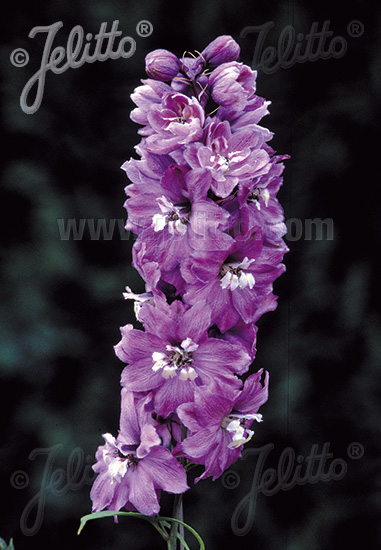 DELPHINIUM Pacific-Hybr. Magic Fountains-Series 'Magic Fountains Lilac-rose', white bee Portion(s)