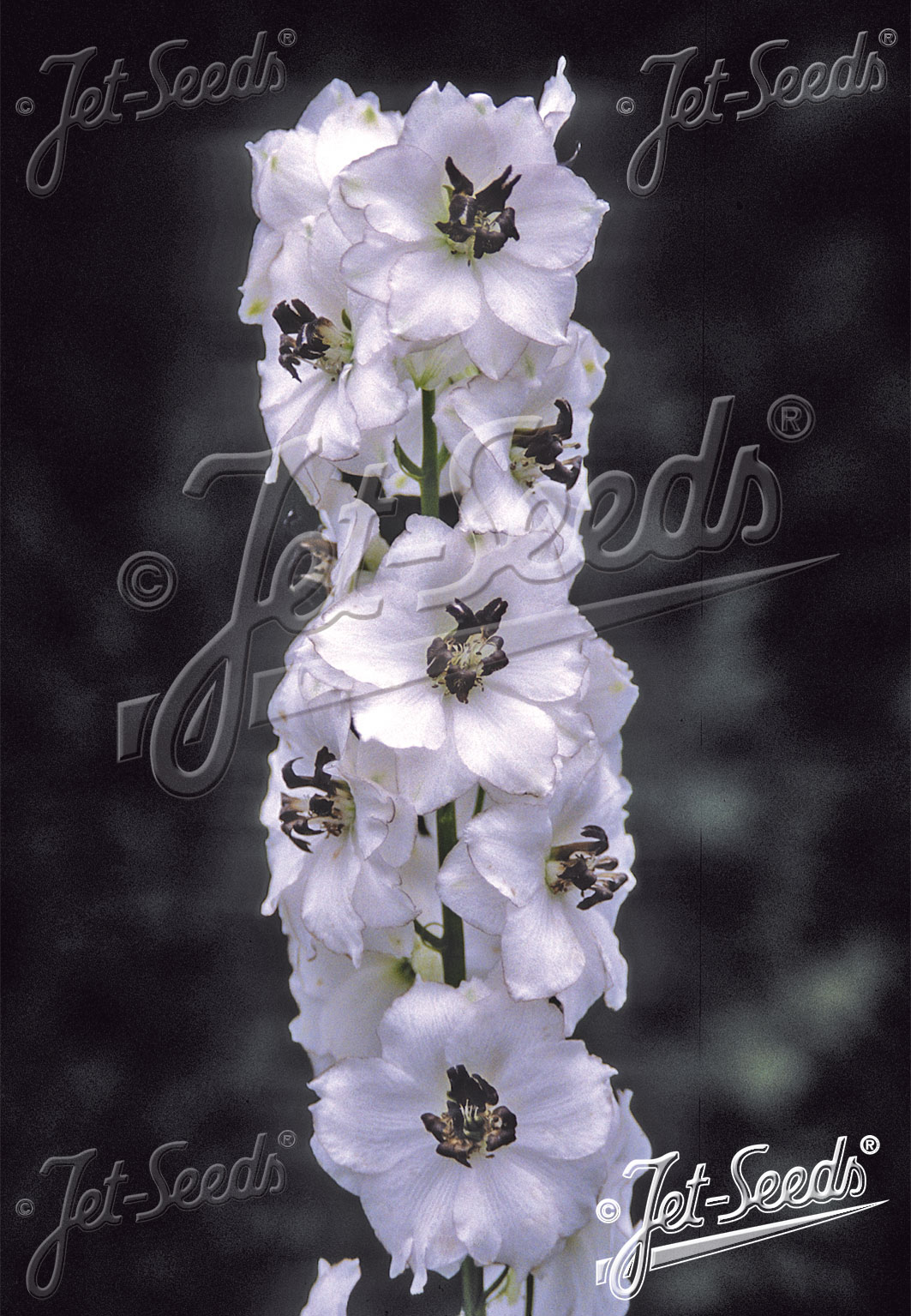 DELPHINIUM Pacific-Hybr. Magic Fountains-Series 'Magic Fountains White', dark bee Portion(s)