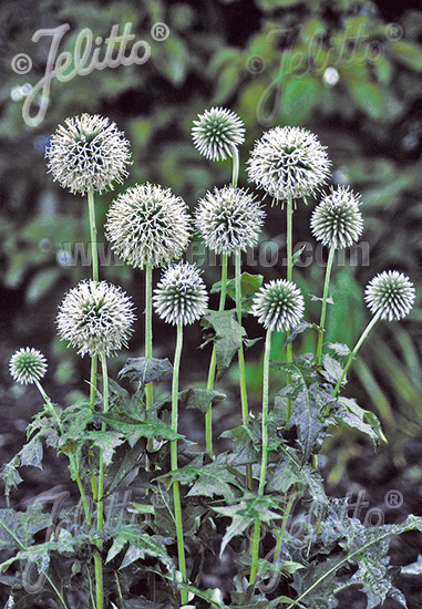 ECHINOPS bannaticus  'Star Frost' Portion(s)