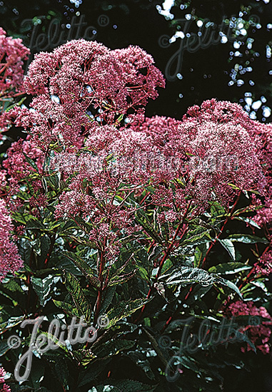 EUPATORIUM purpureum var. atropurpureum   Seeds