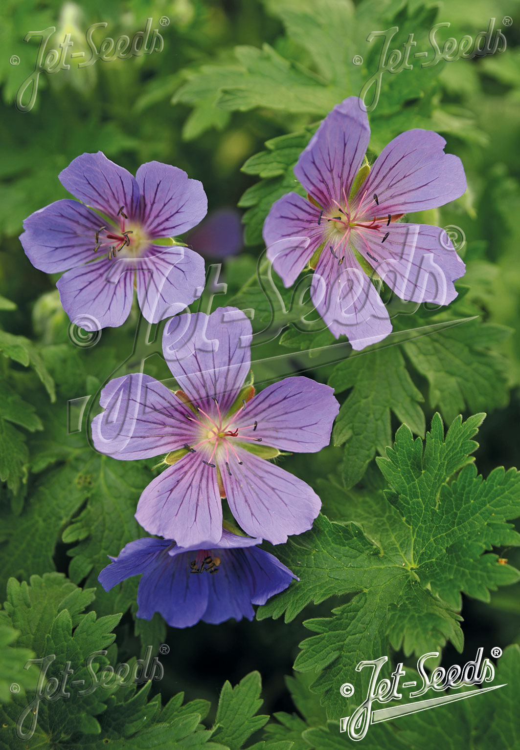GERANIUM gymnocaulon   Portion(en)