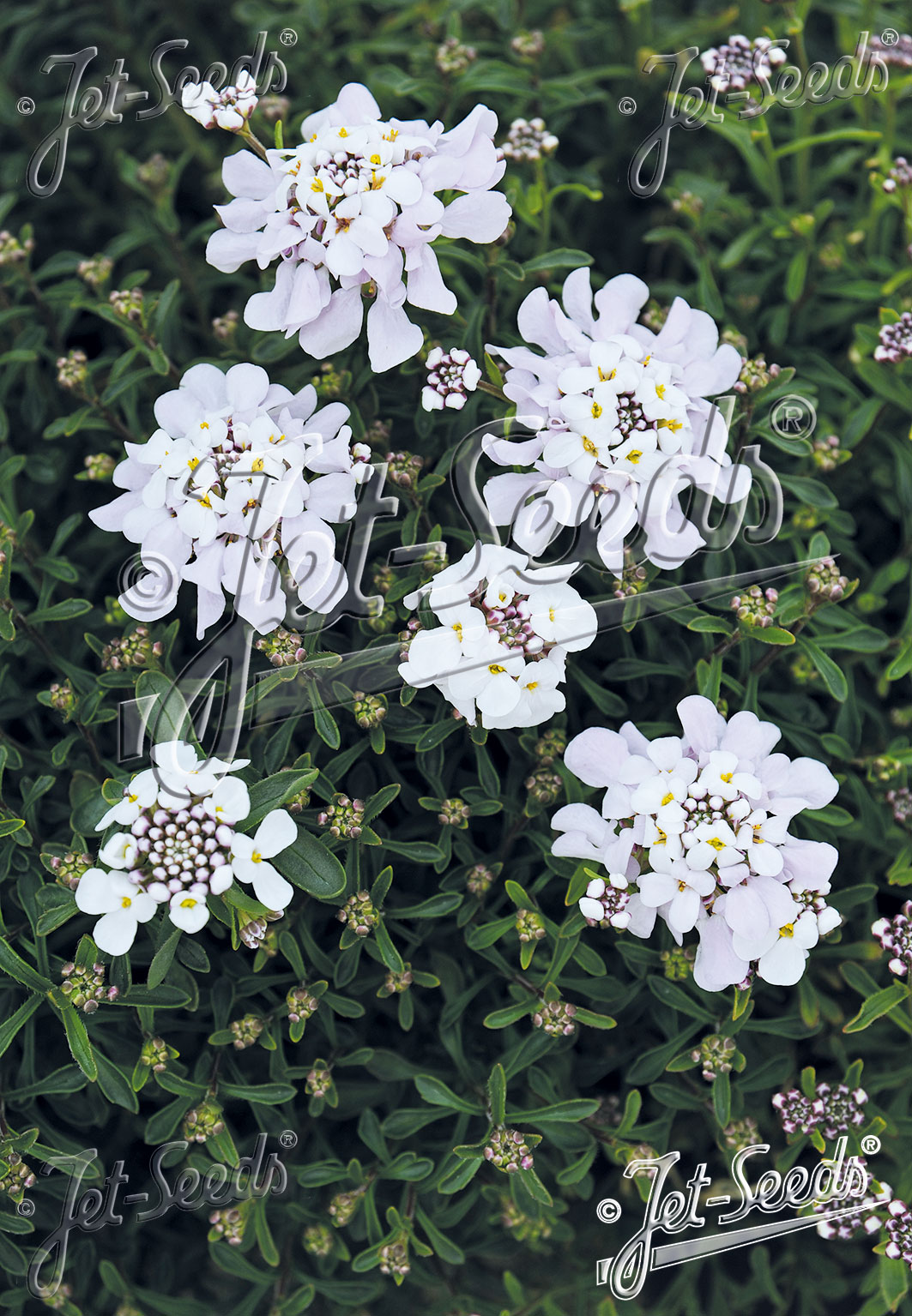 IBERIS carnosa   Portion(s)