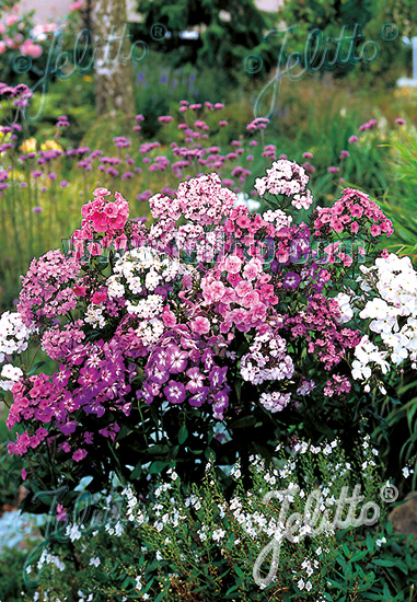 PHLOX x arendsii 'Neueste Hybriden' 