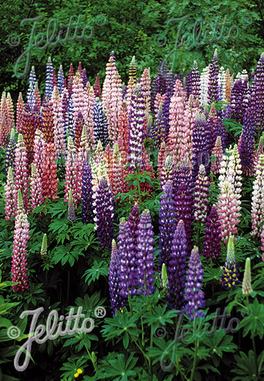 LUPINUS Perennis-Hybr. Russell 'Russellmixture' Portion(s)