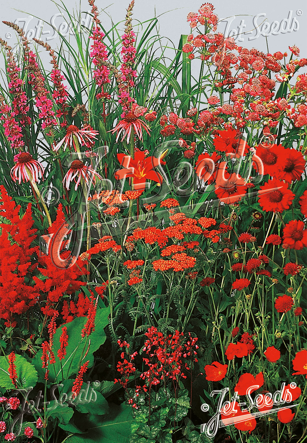 Staudenmischung rote Farben, niedrig, bis 30 cm Portion(en)