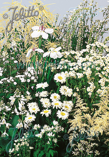 Perennial Mix white colors, high, 80-140 cm Portion(s)