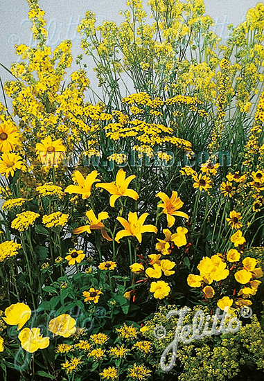 Perennial Mix yellow colors, high, 80-140 cm Portion(s)