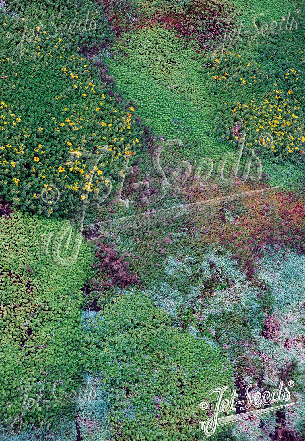 SEDUM Mix for Green Walls & Roofs Portion(s)