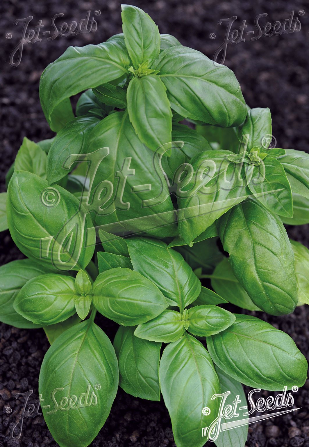 OCIMUM basilicum F1-Genoveser-Hybr.  'Aroma 2' Portion(en)