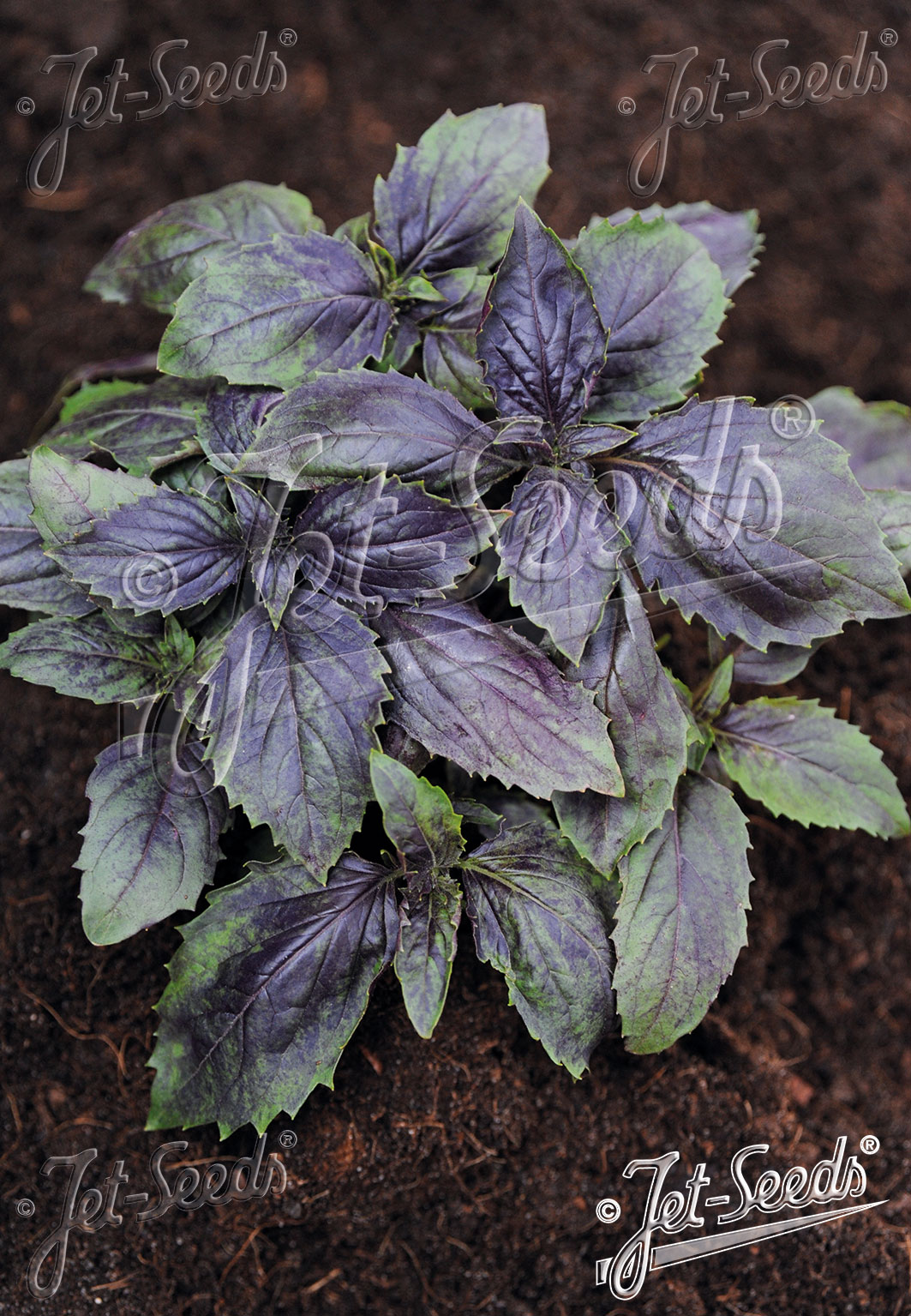 OCIMUM basilicum  'Ararat' Portion(s)
