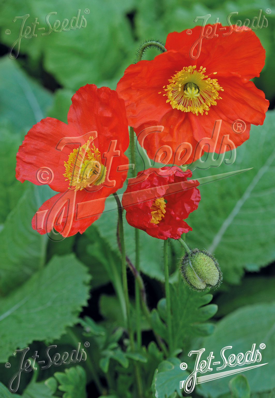 PAPAVER Nudicaule-Hybr. Champagne Bubbles F1-Series 'Champagne Bubbles F1 Scarlet' Portion(s)