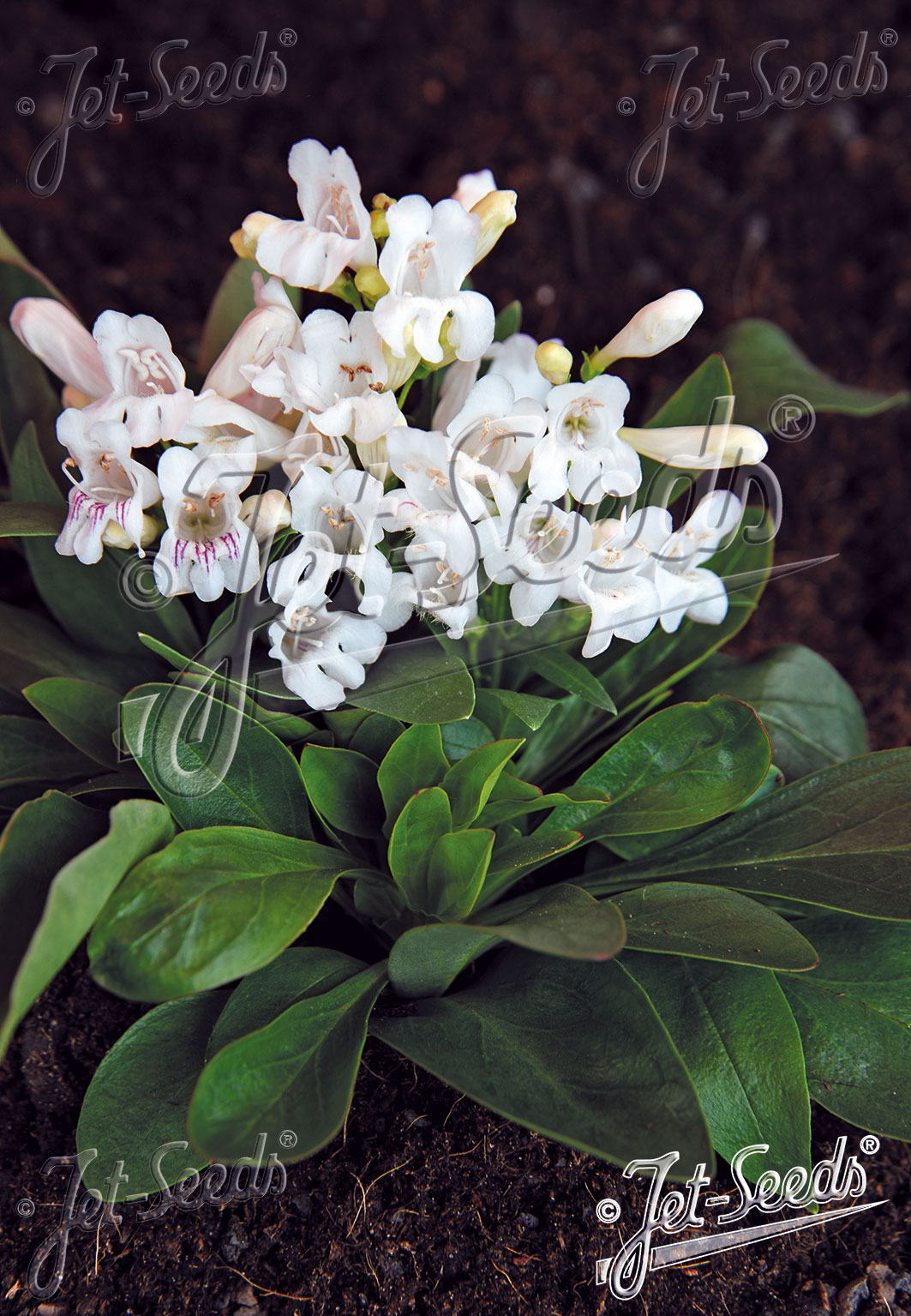 PENSTEMON barbatus f. nanus Pinacolada-Series 'Pinacolada White Shades' Portion(s)