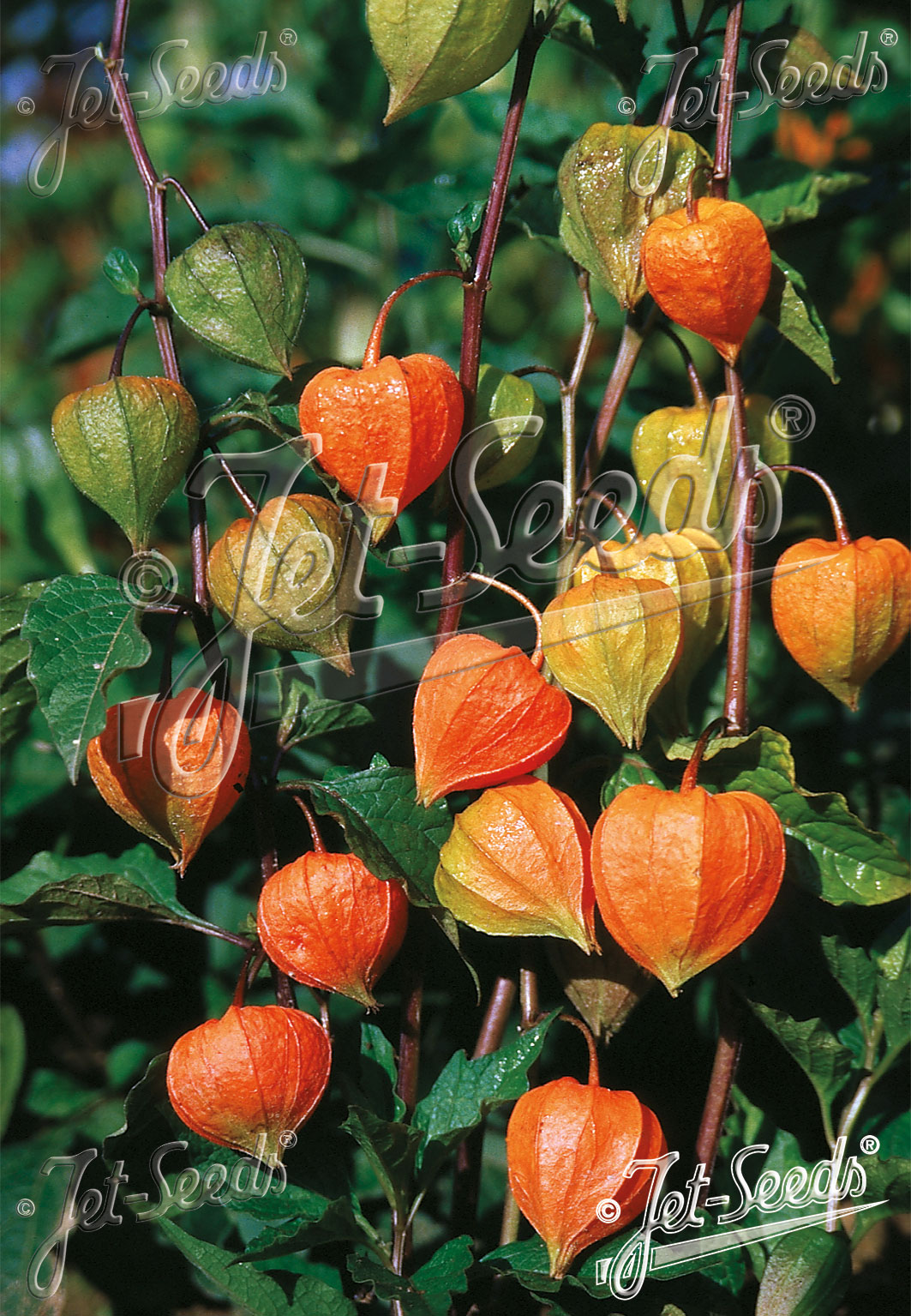 PHYSALIS alkekengi var. franchetii  'Zwerg' Portion(s)