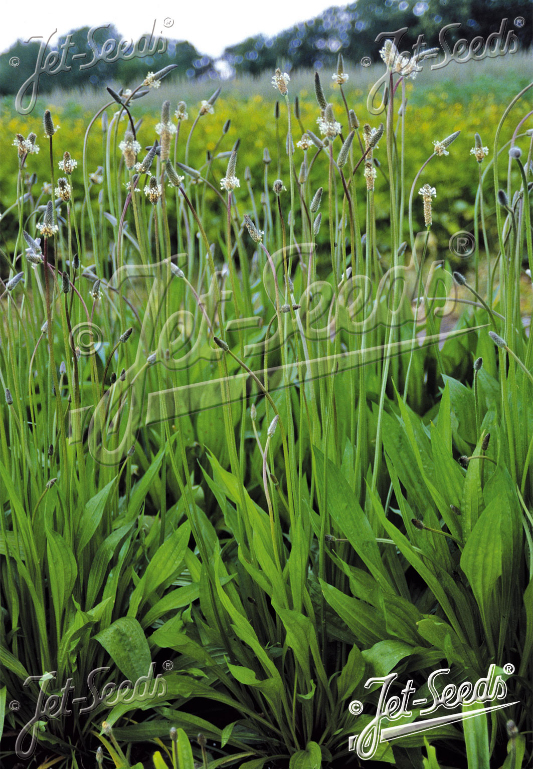PLANTAGO lanceolata  'Libor' Portion(s)