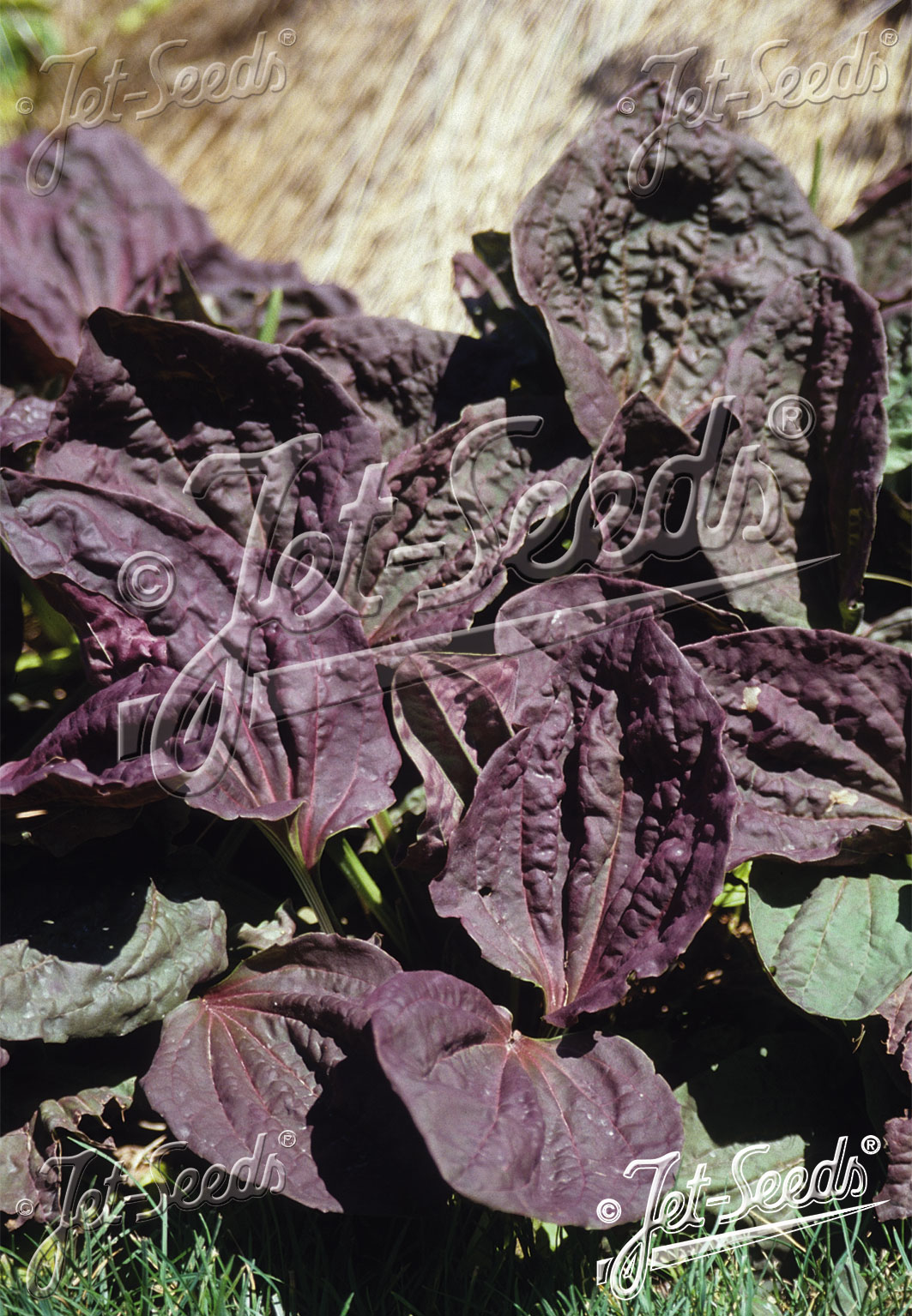 PLANTAGO major  'Purpurea' Portion(s)