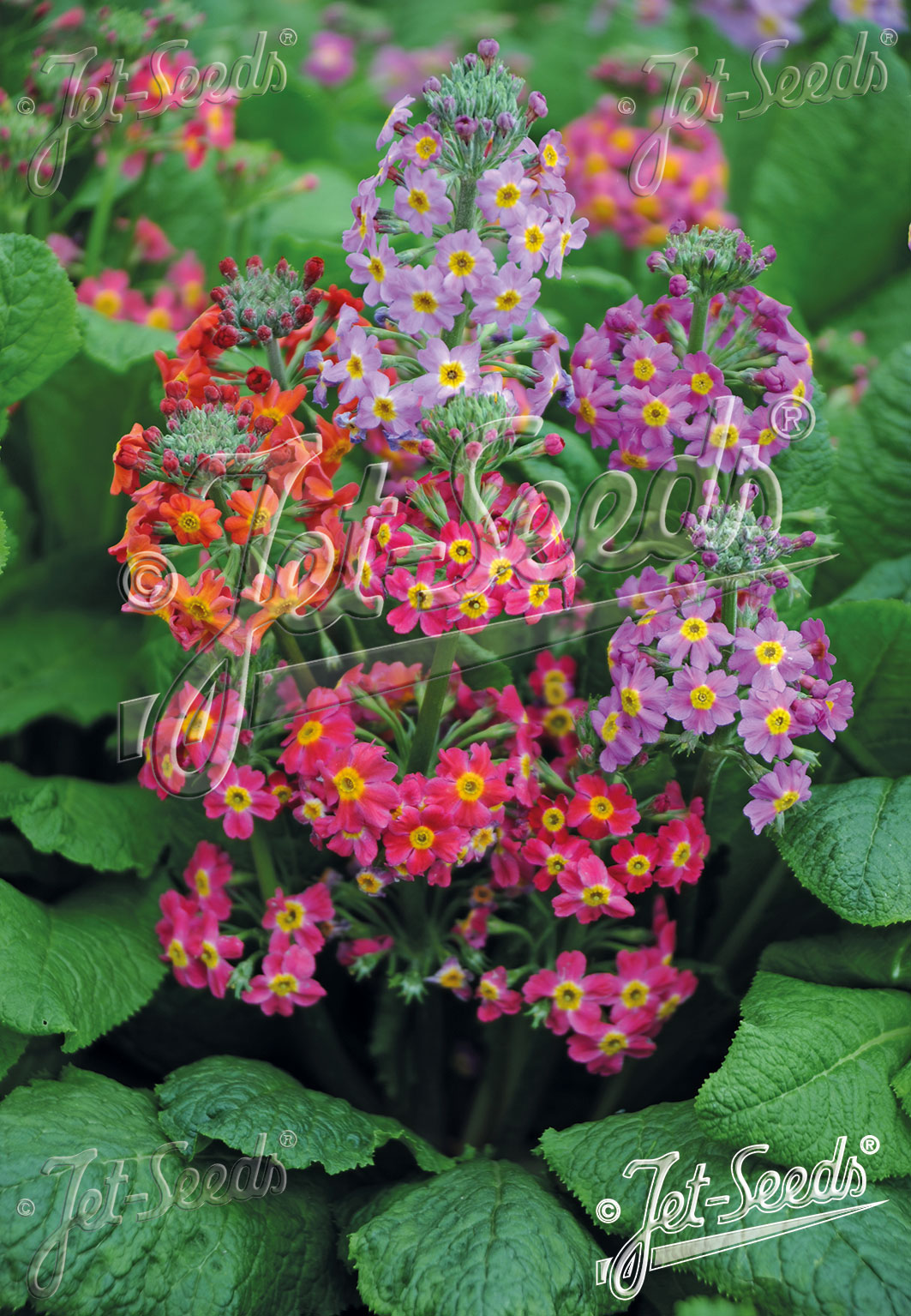 PRIMULA Candelabra-Hybr.  'Harlow Carr Hybr.' Portion(s)