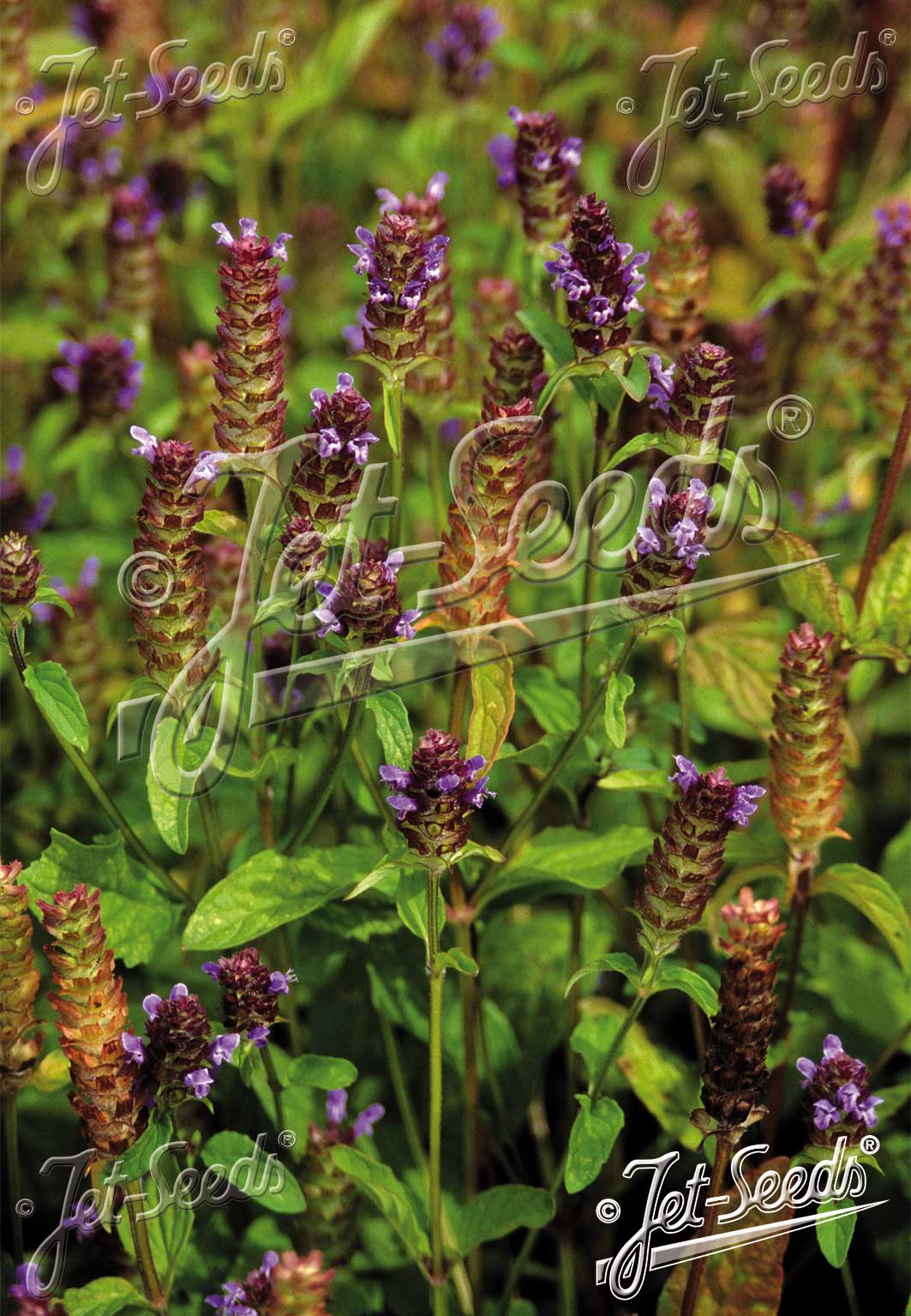 PRUNELLA vulgaris  'BLBP 01' Portion(s)