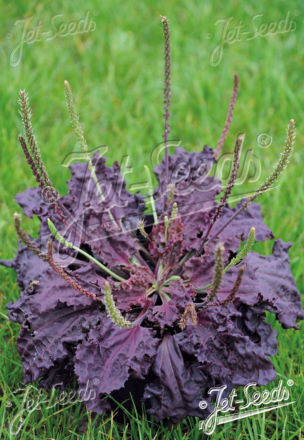 PLANTAGO major  'Purple Perversion' Portion(s)