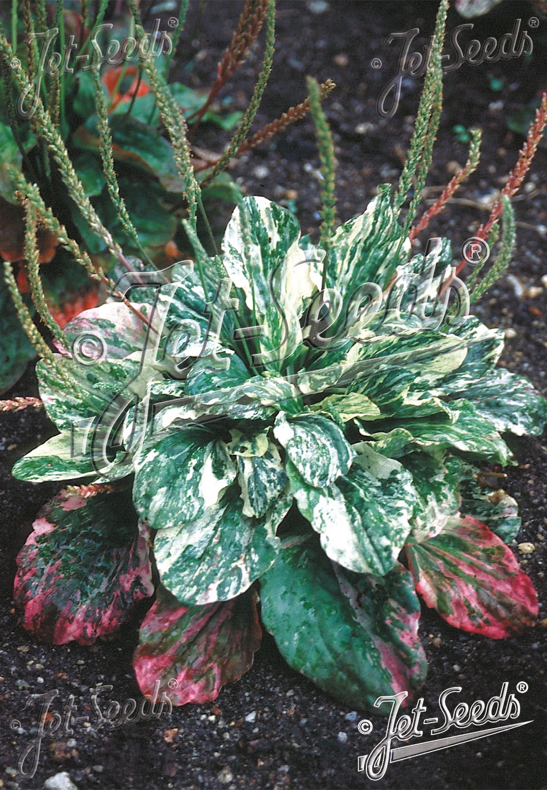 PLANTAGO major  'Variegata' Portion(s)