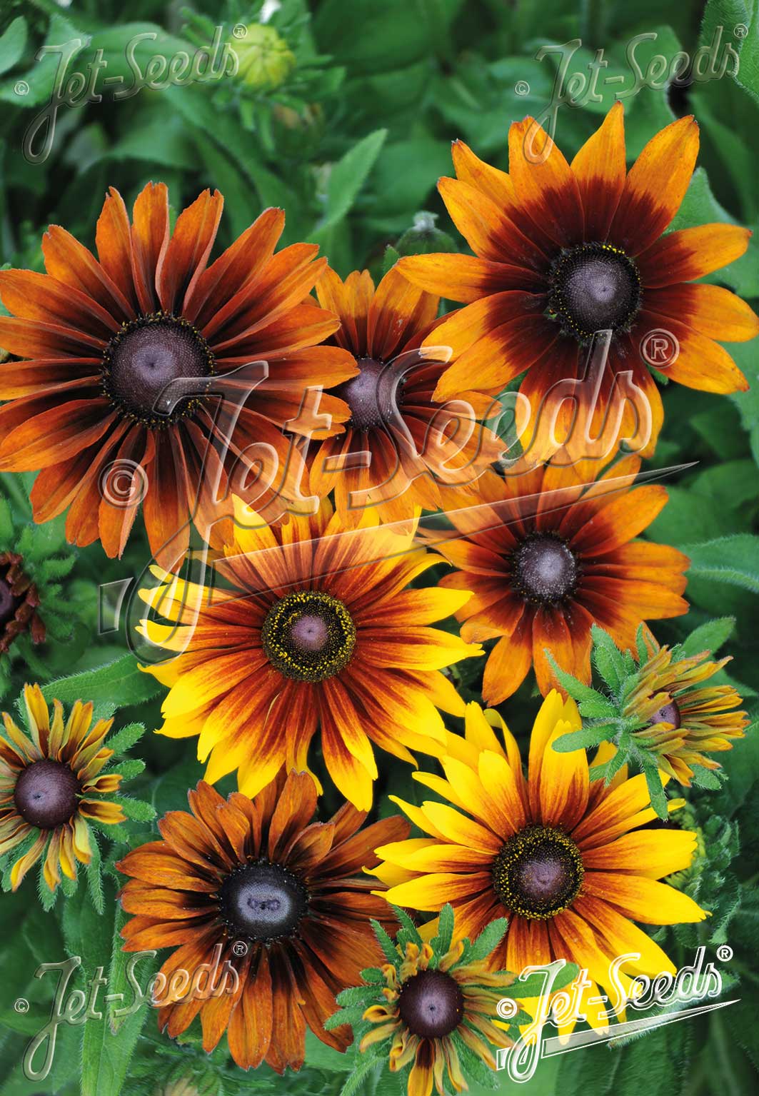 RUDBECKIA hirta  'Autumn Colors' Portion(s)