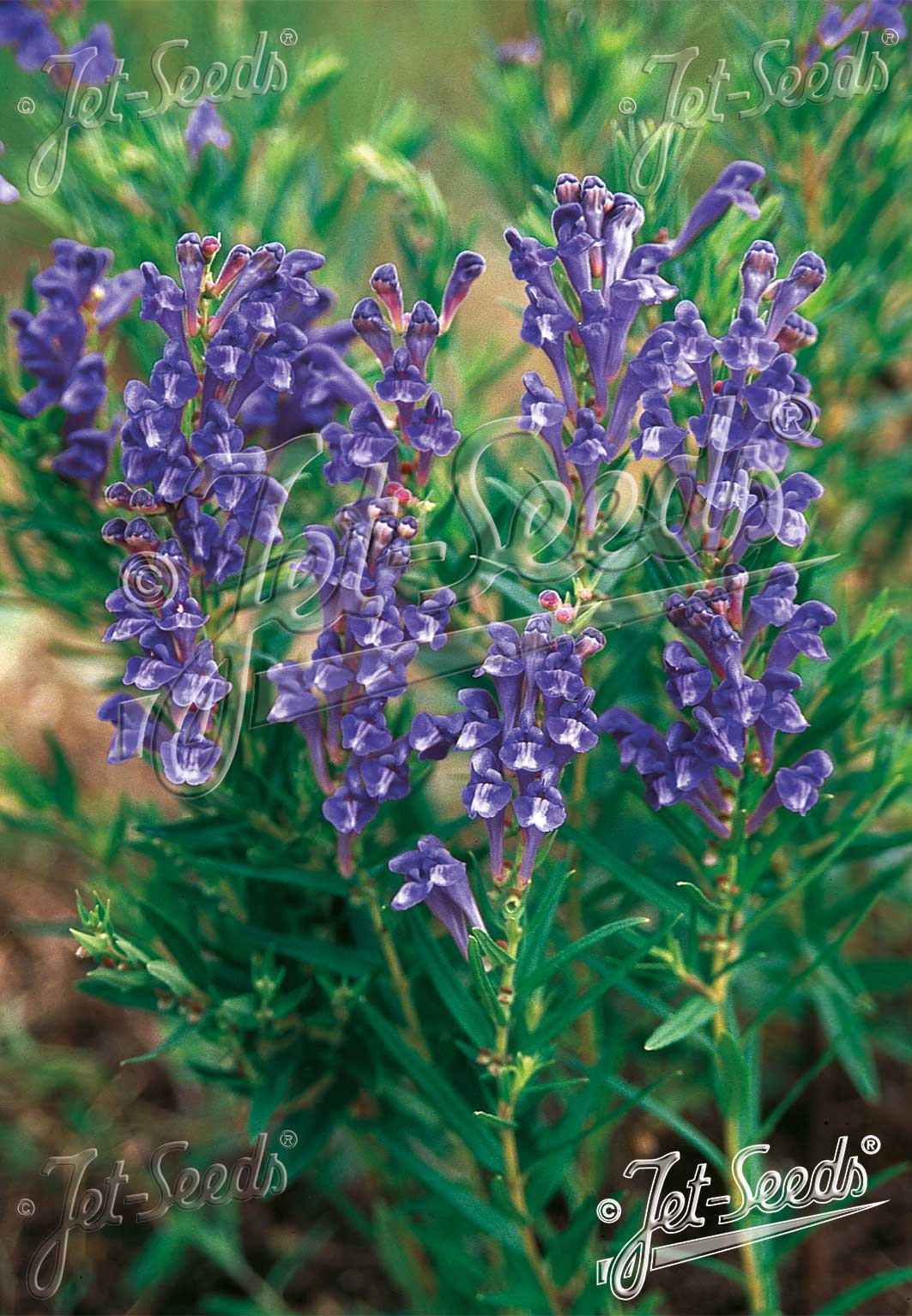 SCUTELLARIA baicalensis   Portion(s)