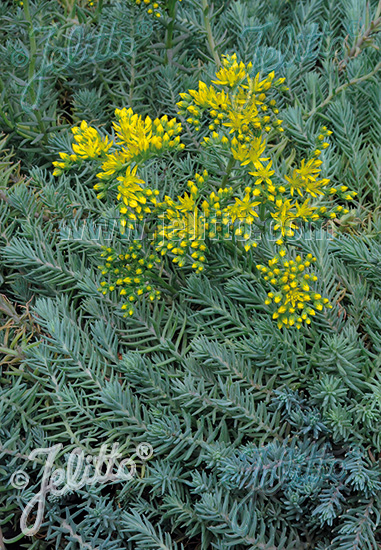 SEDUM montanum ssp. orientale   Portion(en)
