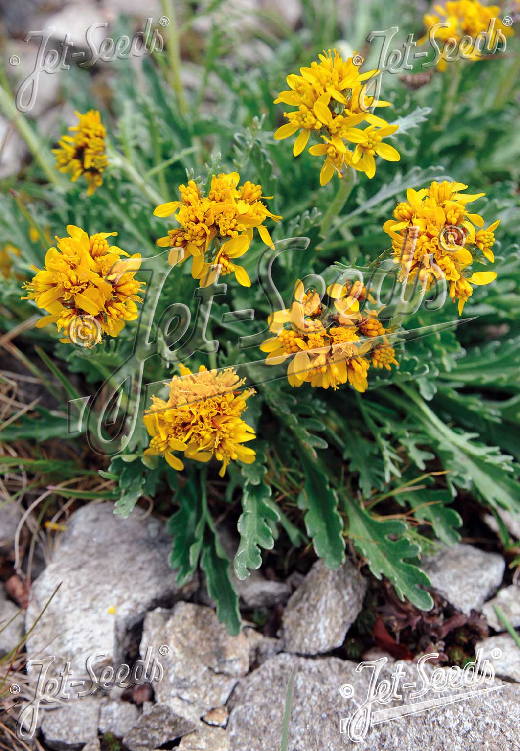SENECIO incanus   Portion(s)