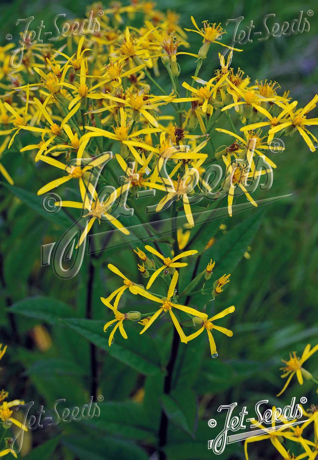 SENECIO nemorensis ssp. fuchsii   Portion(en)