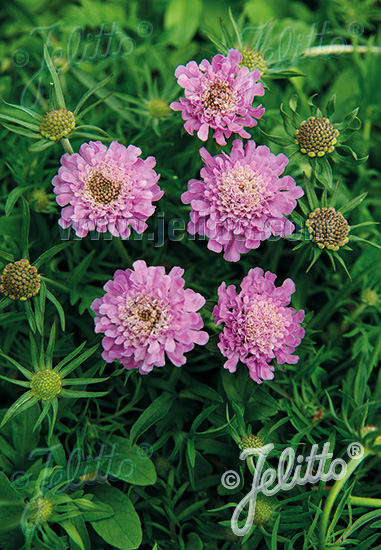 SCABIOSA japonica var. alpina  'Ritz Rose' Portion(s)