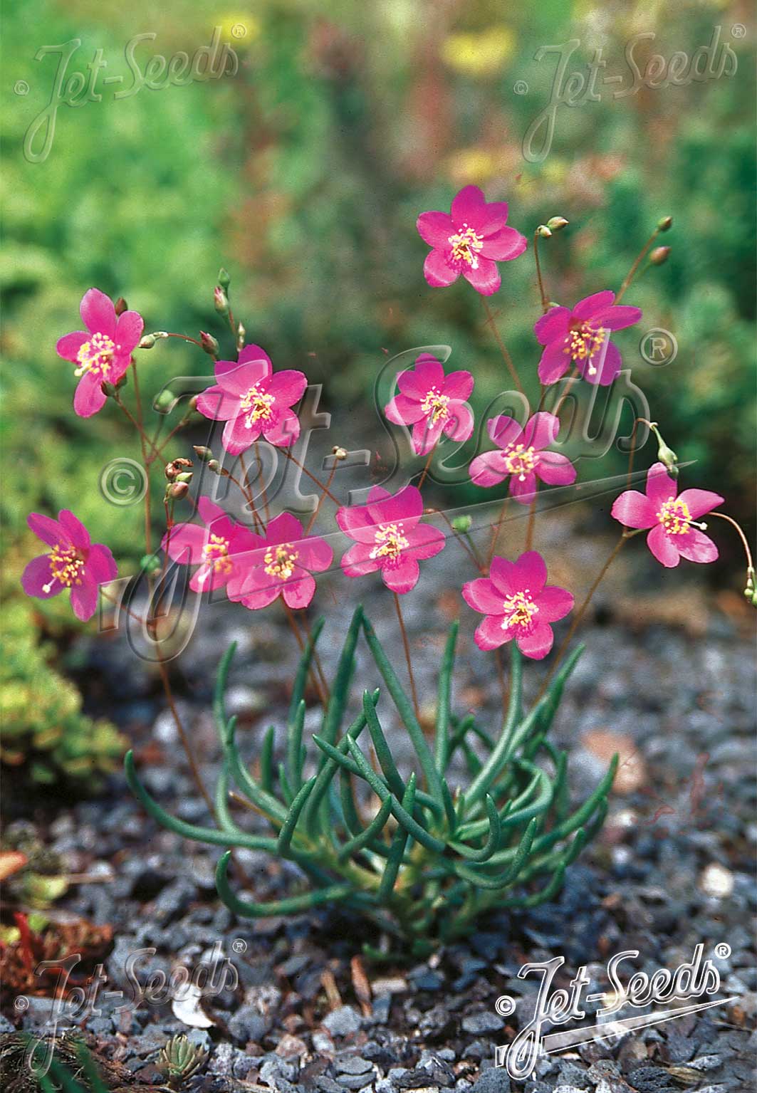 TALINUM calycinum   Portion(s)
