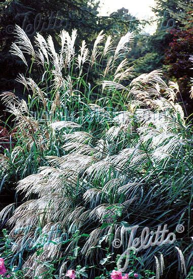 MISCANTHUS sinensis  'Early Hybrids' Portion(s)