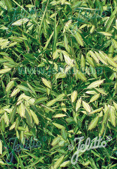 CHASMANTHIUM latifolium  'Little Tickler' Portion(en)